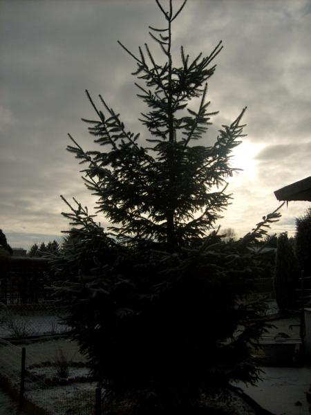12_1231269440.jpg